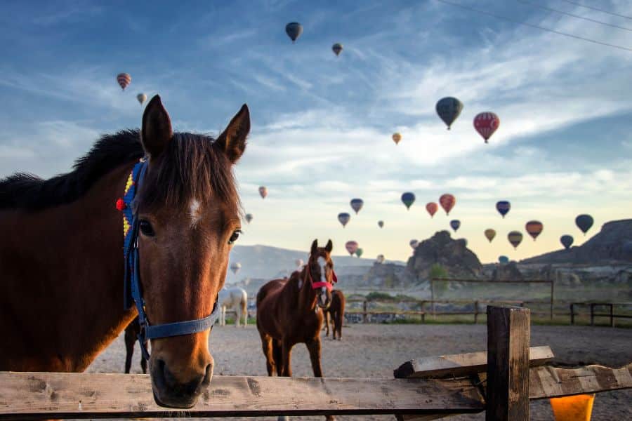 Cappadocia horseback